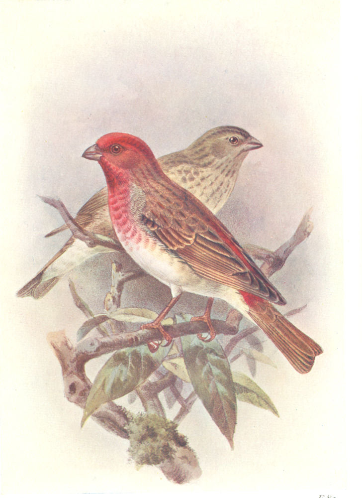 BRITISH BIRDS. Scarlet Grosbeak. THORBURN 1925 old vintage print picture